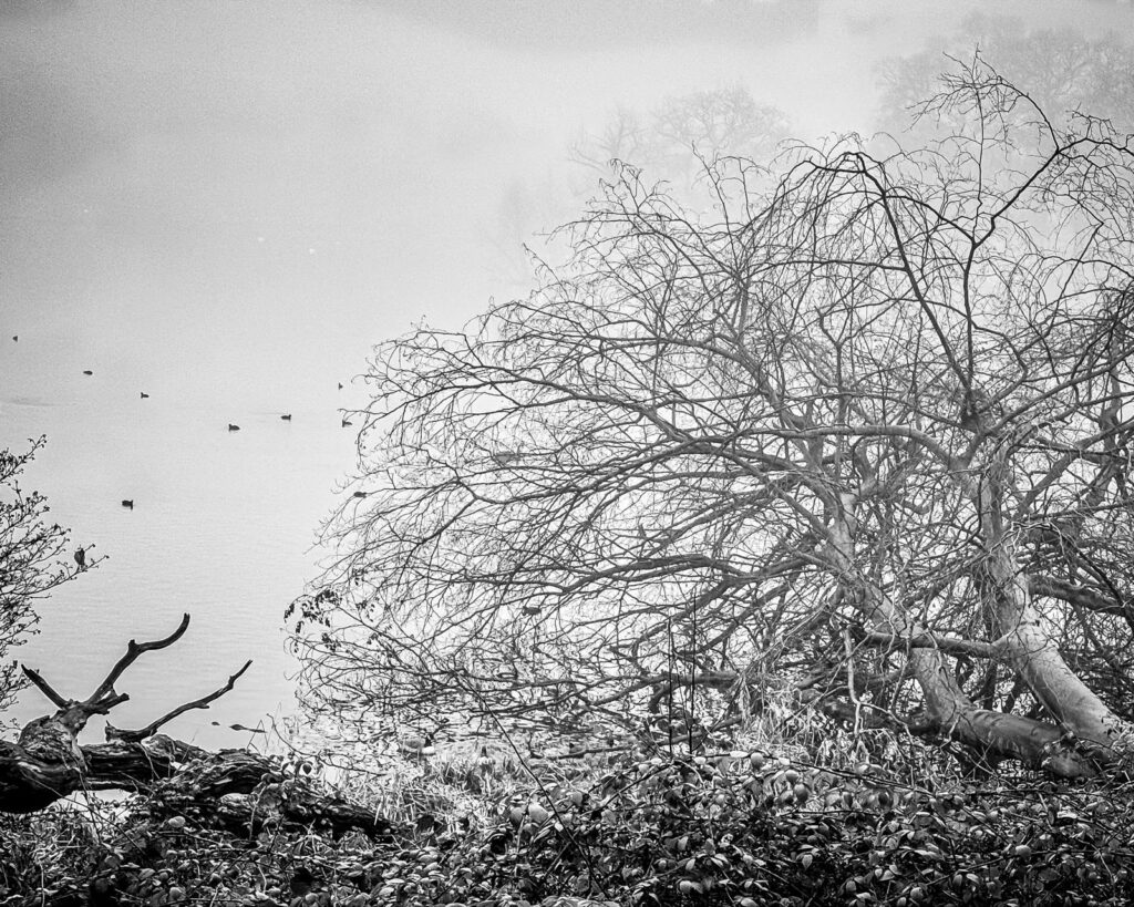 misty tree, trentham gardens