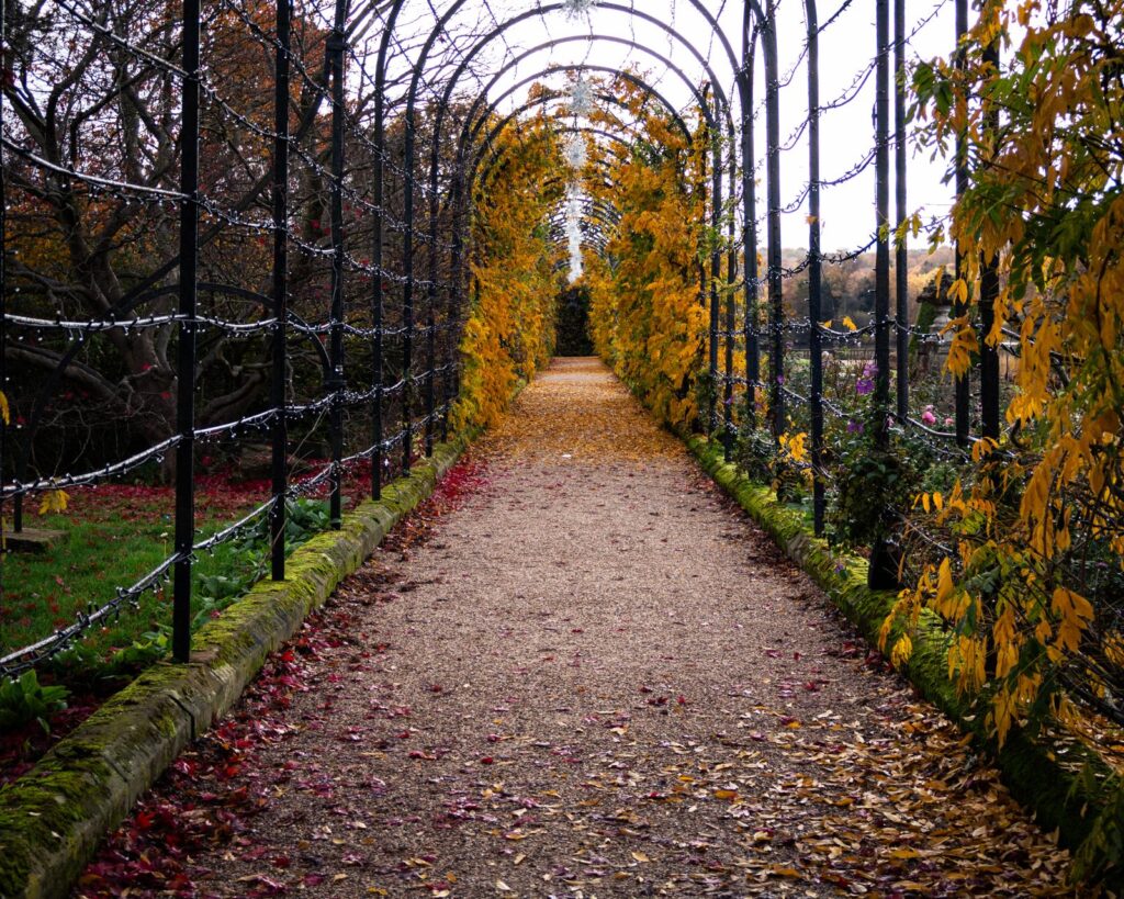 trentham gardens — golden tunnel